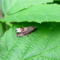 Micro-moth - Bramble-shoot Moth