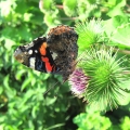 Red Admiral