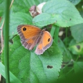 Gatekeeper