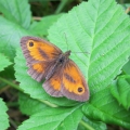 Gatekeeper