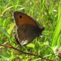 Meadow Brown