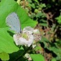 Holly Blue