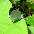 Holly Blue