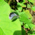Holly Blue