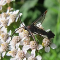 Red-tipped Clearwing