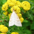 Pyralid Moth