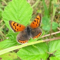 Small Copper