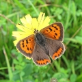 Small Copper