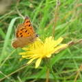 Small Copper
