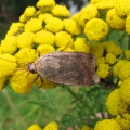 Large Yellow Underwing