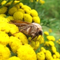 Large Yellow Underwing