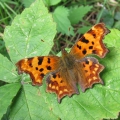 Comma