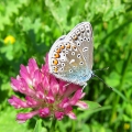 Common Blue