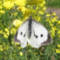 Large White