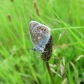 Common Blue