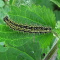 Small Tortoiseshell