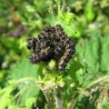 Small Tortoiseshell