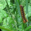Drinker Moth Caterpillar