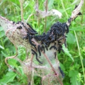 Peacock caterpillars