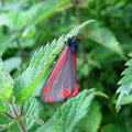 Cinnabar Moth
