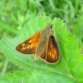 Large Skipper