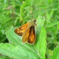 Large Skipper