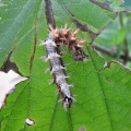 Comma