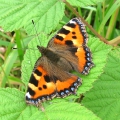Small Tortoiseshell