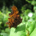 Comma