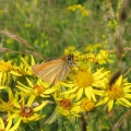 Essex Skipper