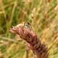 Essex Skipper