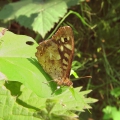 Speckled Wood