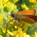Small Skipper