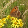 Gatekeeper