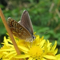 Common Blue - female
