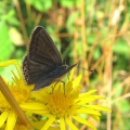 Common Blue - female