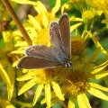 Common Blue - female