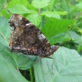 Red Admiral