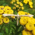 Plume Moth