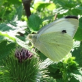 Large White