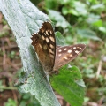 Speckled Wood
