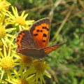 Small Copper