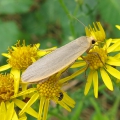 Dingy Footman