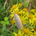 Dingy Footman