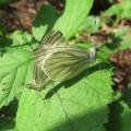 Green-veined White