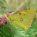 Clouded Yellow
