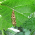 Small Tortoiseshell