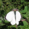 Large White