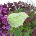 Brimstone
