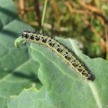 Large White
